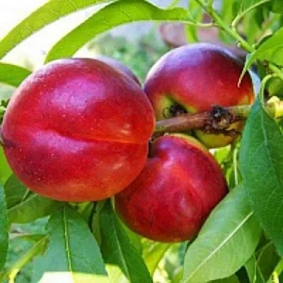 Нектарин  Нектарин в Хабаровске