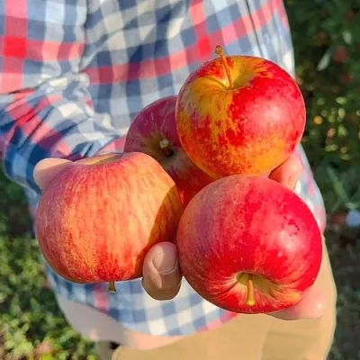 Яблоня КРАСАВИТА  Яблоня КРАСАВИТА в Хабаровске