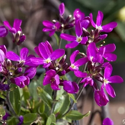 Арабис РОУЗ делайт в Хабаровске