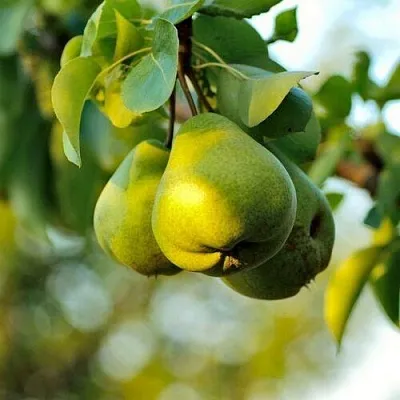 Груша СТОЛИЧНАЯ колонновидная  Груша СТОЛИЧНАЯ колонновидная в Хабаровске