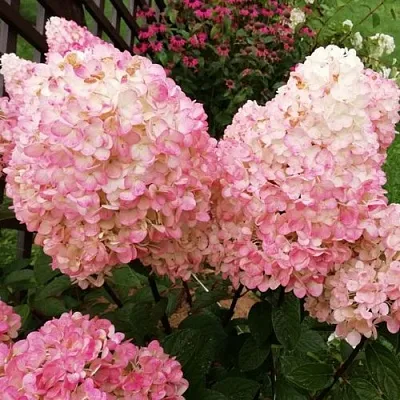 Гортензия МЭДЖИКАЛ КЭНДЛ метельчатая  Гортензия МЭДЖИКАЛ КЭНДЛ метельчатая в Хабаровске