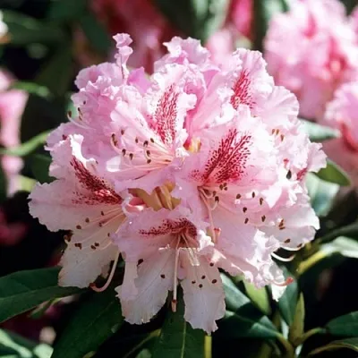 Рододендрон ЧИР в Хабаровске