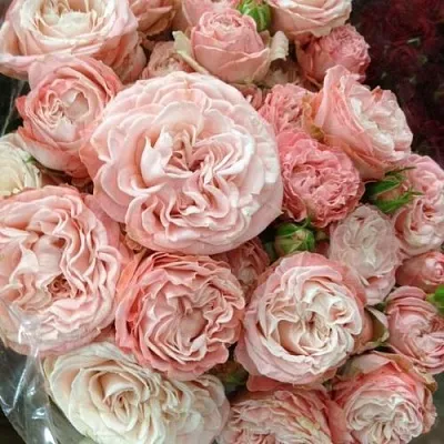 Саженцы роз МАДАМ БОМБАСТИК спрей  Саженцы роз МАДАМ БОМБАСТИК спрей в Хабаровске