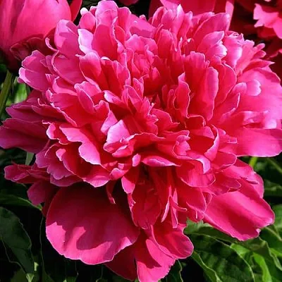 Пион ВИКТУАР ДЕ ЛА МАРН травянистый  Пион ВИКТУАР ДЕ ЛА МАРН травянистый в Хабаровске