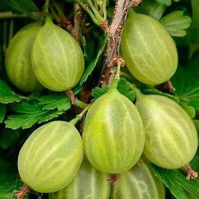 Крыжовник УРАЛЬСКИЙ ИЗУМРУД  Крыжовник УРАЛЬСКИЙ ИЗУМРУД в Хабаровске