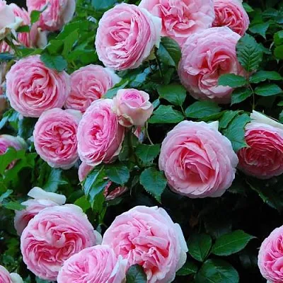 Саженцы роз ПЬЕР ДЕ РОНСАР плетистая  Саженцы роз ПЬЕР ДЕ РОНСАР плетистая в Хабаровске