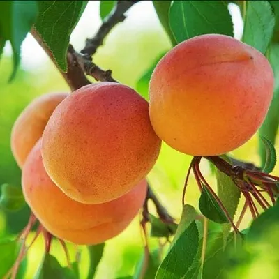 Абрикос ДЕБЮТ в Хабаровске