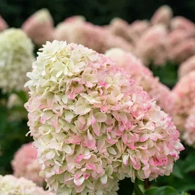 Гортензия САММЕР ЛАВ метельчатая  Гортензия САММЕР ЛАВ метельчатая в Хабаровске