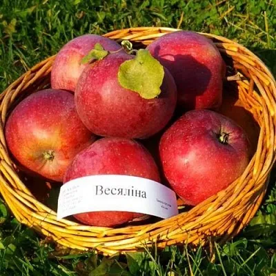Яблоня ВЕСЯЛИНА  Яблоня ВЕСЯЛИНА в Хабаровске