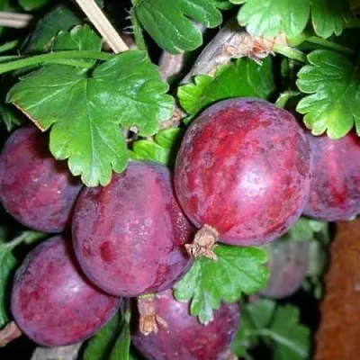 Крыжовник КОЛОБОК  Крыжовник КОЛОБОК в Хабаровске