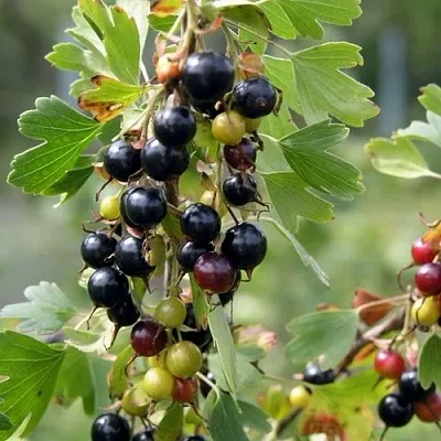 Смородина золотистая ПЛОТНОМЯСАЯ в Хабаровске