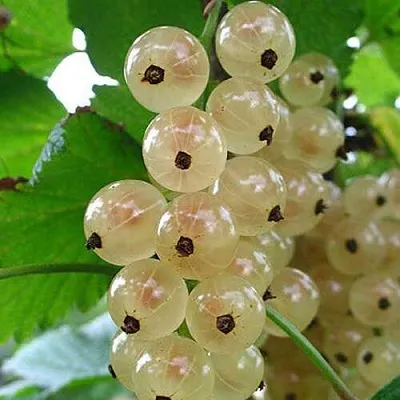 Смородина белая ЮТЕРБОРГСКАЯ в Хабаровске