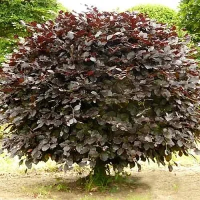 Бук лесной АТРОПУНИЦЕА  Бук лесной АТРОПУНИЦЕА в Хабаровске