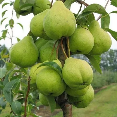 Груша ДЕКОР колонновидная  Груша ДЕКОР колонновидная в Хабаровске