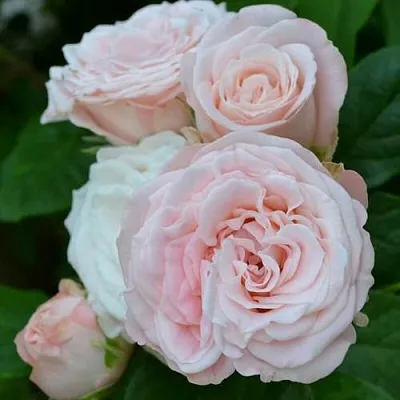 Саженцы роз БОМБАСТИК спрей  Саженцы роз БОМБАСТИК спрей в Хабаровске