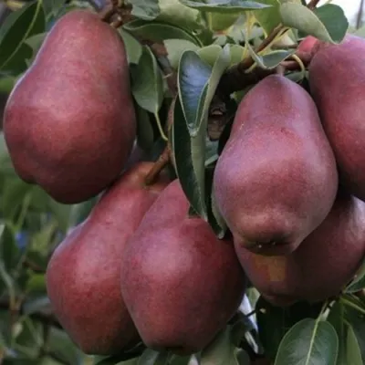 Груша РЕД ВИЛЬЯМС — описание сорта Груша РЕД ВИЛЬЯМС в Хабаровске