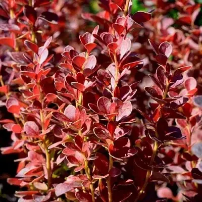 Барбарис ВУЛКАНО тунберга  Барбарис ВУЛКАНО тунберга в Хабаровске