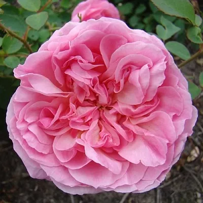 Саженцы роз ХАЙДИ ХОЛЛ английская  Саженцы роз ХАЙДИ ХОЛЛ английская в Хабаровске