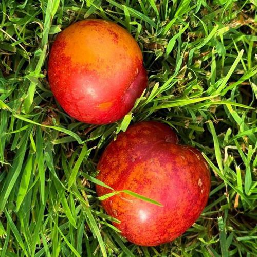 Шарафуга НЕКТАРИННАЯ в Хабаровске