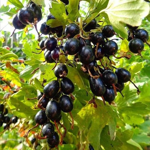 Смородина золотистая ОВАЛЬНАЯ в Хабаровске