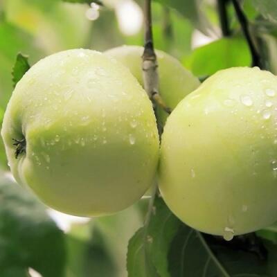 Саженцы яблони оптом в Хабаровске
