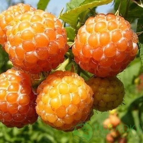Малина КУМБЕРЛЕНД желтая в Хабаровске