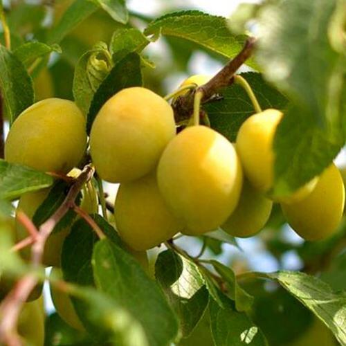 Слива ОЧАКОВСКАЯ ЖЕЛТАЯ в Хабаровске