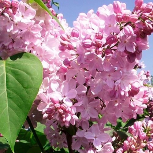 Сирень АДЕЛИНА в Хабаровске