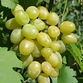 Виноград в Хабаровске