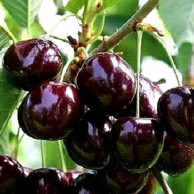 Черешня ДОНЕЦКИЙ УГОЛЁК в Хабаровске