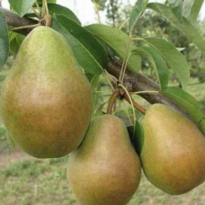 Груша СТАРИЙСКАЯ в Хабаровске