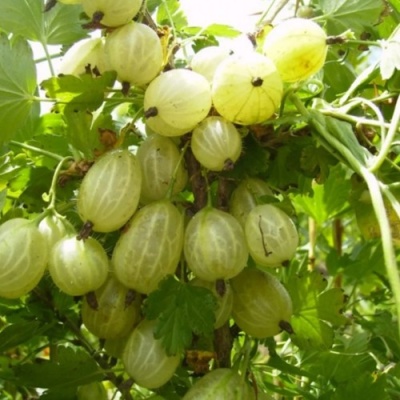 Крыжовник ИНВИКТА в Хабаровске