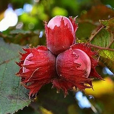 Фундук КРАСНЫЙ ЯНТАРЬ в Хабаровске