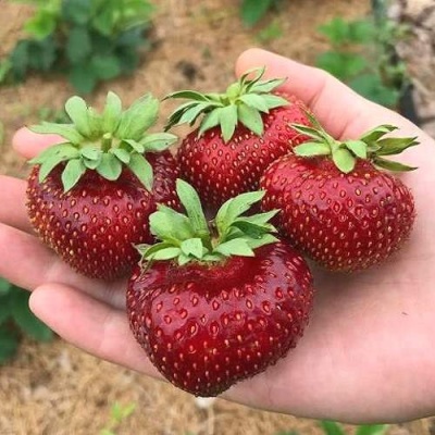 Клубника МАЛЬВИНА в Хабаровске