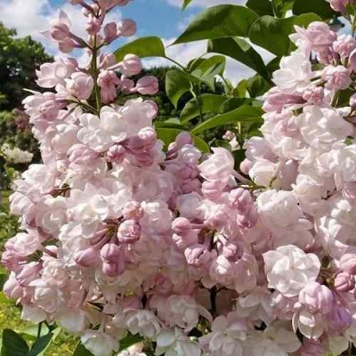 Сирень КРАСАВИЦА МОСКВЫ в Хабаровске