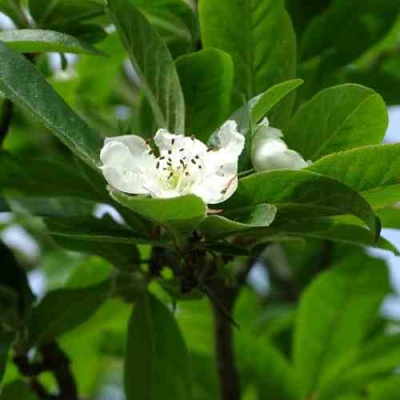 МУШМУЛА  в Хабаровске
