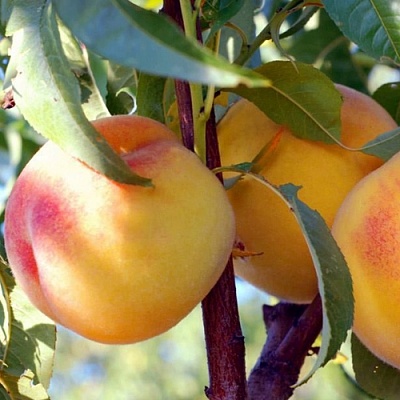 Персики в Хабаровске