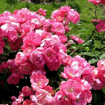 Роза АНГЕЛА флорибунда в Хабаровске