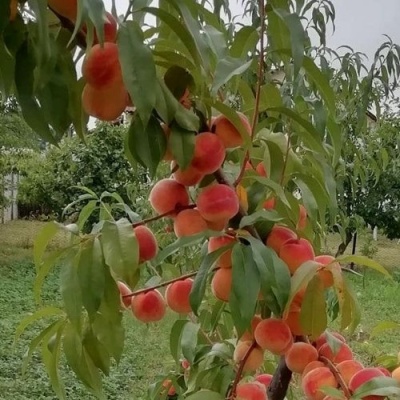 Персик ВУЛКАН в Хабаровске