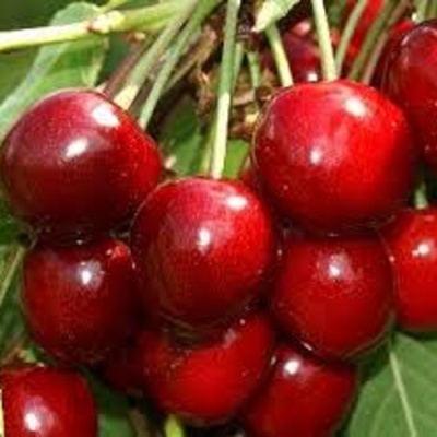 Черешня МИНЧАНКА в Хабаровске