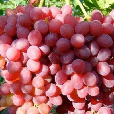 Виноград КИШМИШ КРАСНЫЙ в Хабаровске