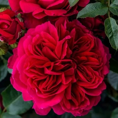 Роза СОУЛ шраб  в Хабаровске