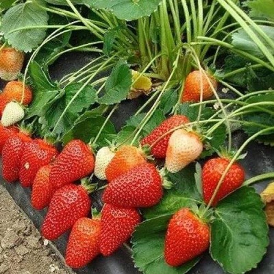 Клубника РОКСАНА в Хабаровске