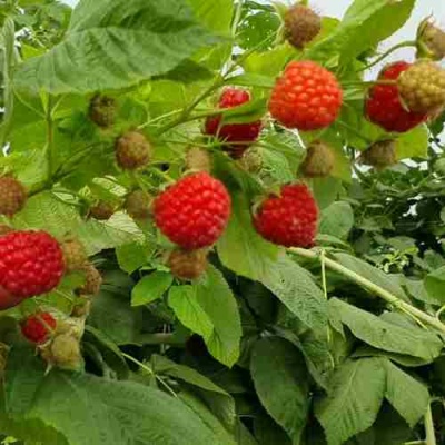 Малина КВЕЛЛИ в Хабаровске