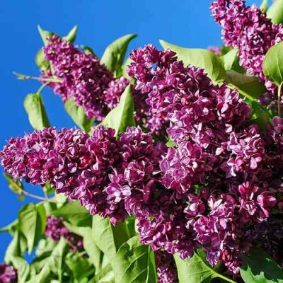 Сирень ЧАРЛЬЗ ДЖОЛИ в Хабаровске