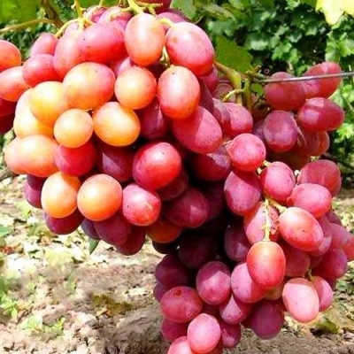 Виноград АНЮТА в Хабаровске