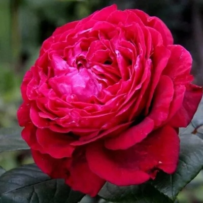 Роза 4 ВЕТРОВ флорибунда  в Хабаровске