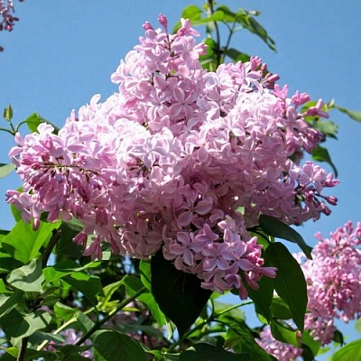 Сирень БУФФОН в Хабаровске