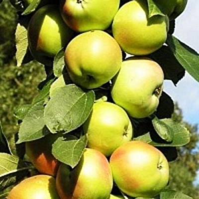 Яблоня БОЛЕРО колонновидная в Хабаровске