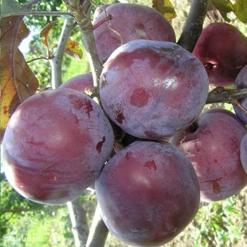 Слива ЛАМА в Хабаровске